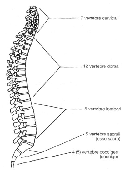 Colonna