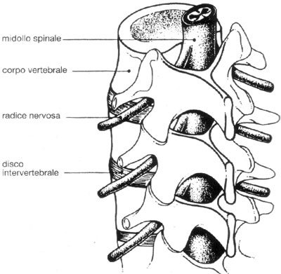 dettagliocolonna